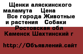 Щенки аляскинского маламута  › Цена ­ 15 000 - Все города Животные и растения » Собаки   . Ростовская обл.,Каменск-Шахтинский г.